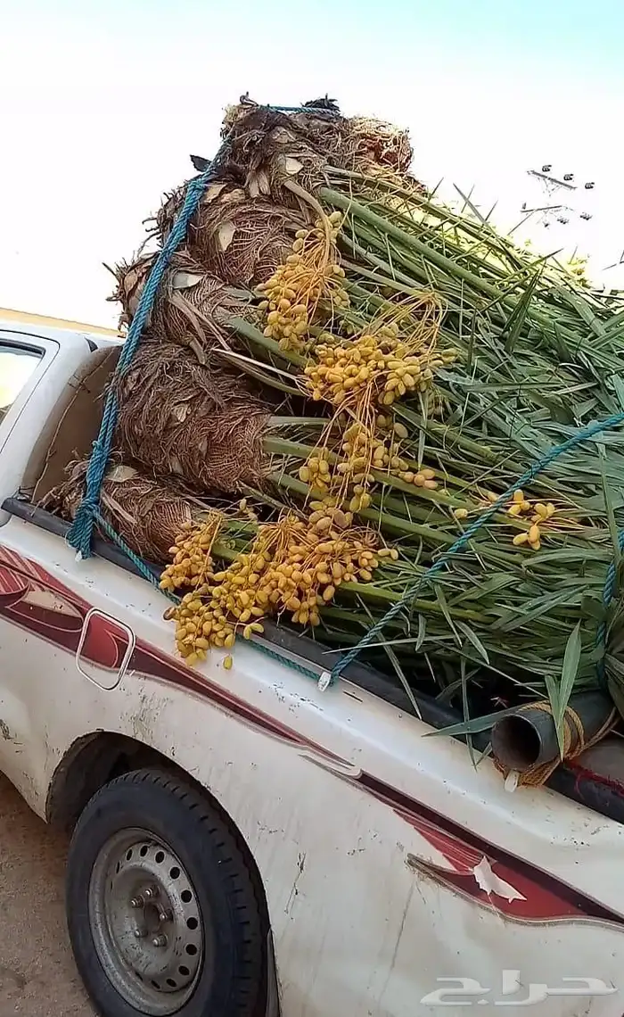 يوجد لدينا جميعا أنوع النخيل المثمر عربي واشنطن وجميع المقاس 7