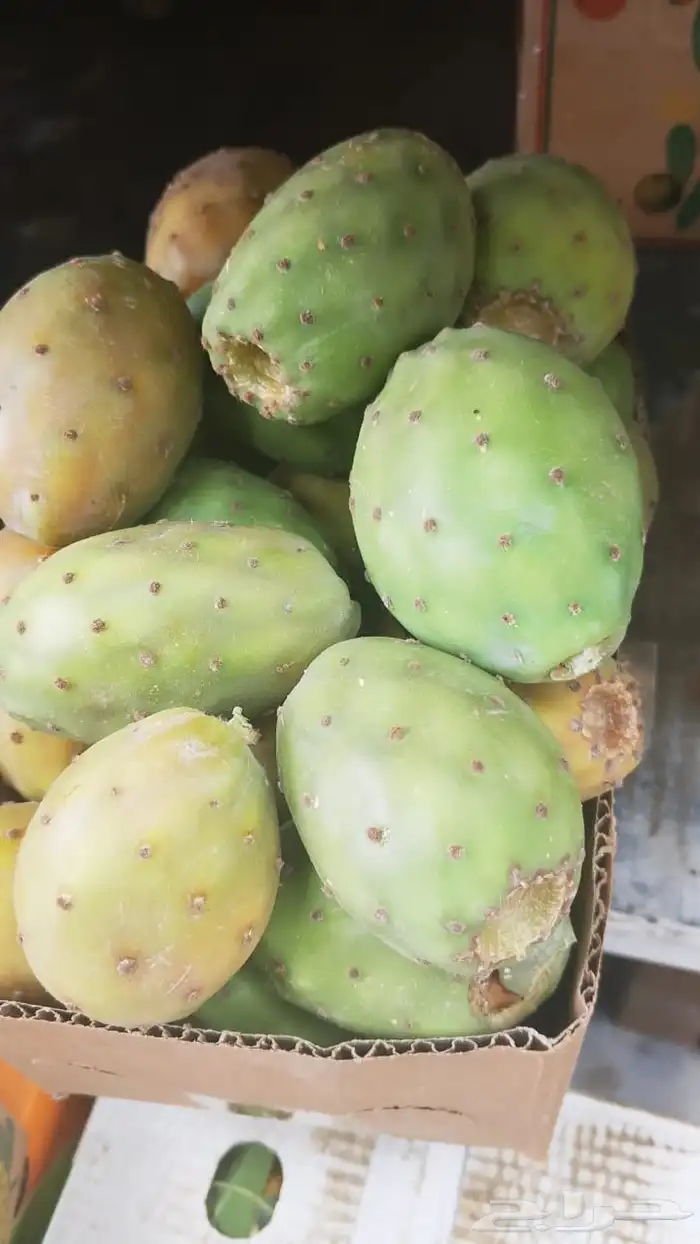 سيارات تبريد يوجد لدينا توصيل فواكه الطائف جده مكه الرياض 8