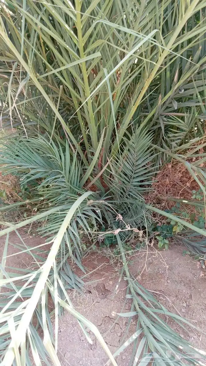 نخل القصيم سكري صقعي ونانه خضري برحي لبانه صفاوي عنبرا روثان 2