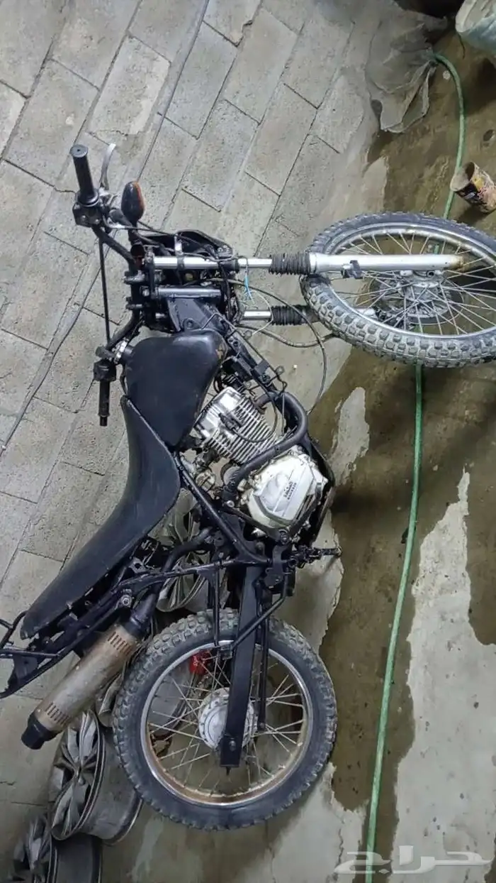 دباب صحراوي 1