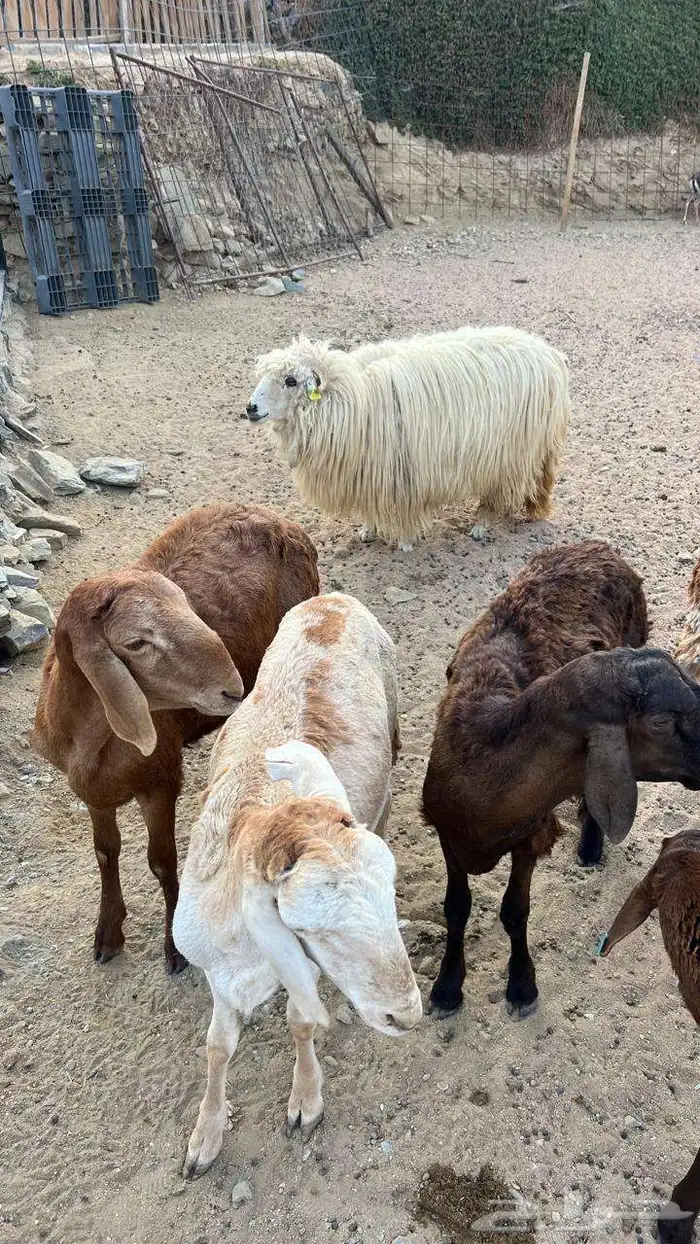 غنم للبيع 0