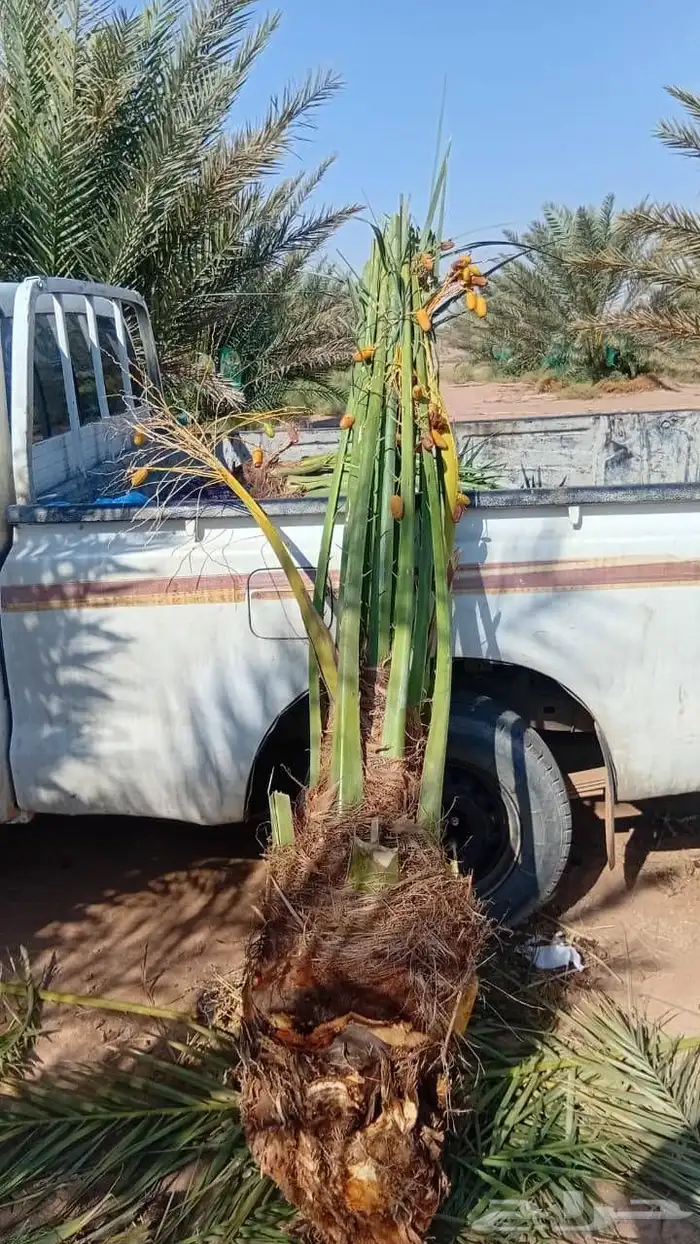 نخل للبيع مثمر القصيم رياض الخبراء بريده عنيزه الرس نخيل 1