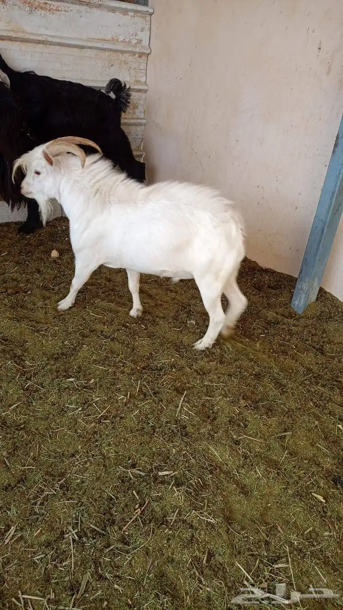 ببيع معزا عارضيات صنف عدد 11 عنز 4