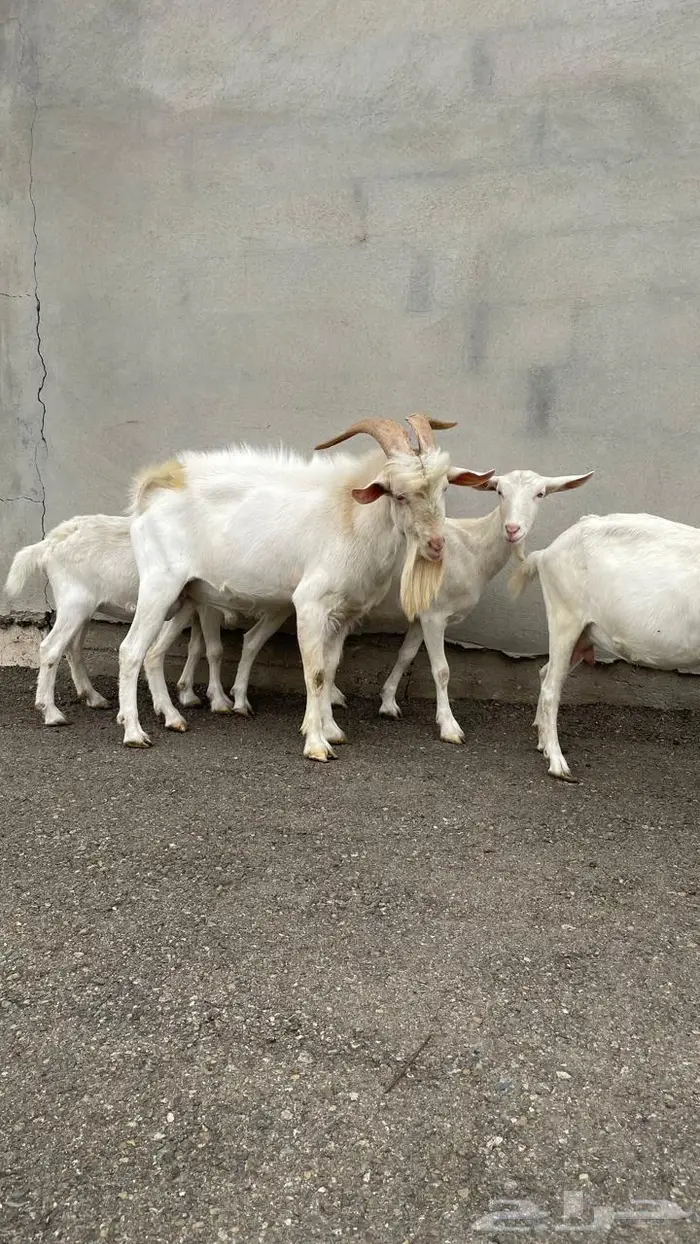 ماعز سانين بيور 0