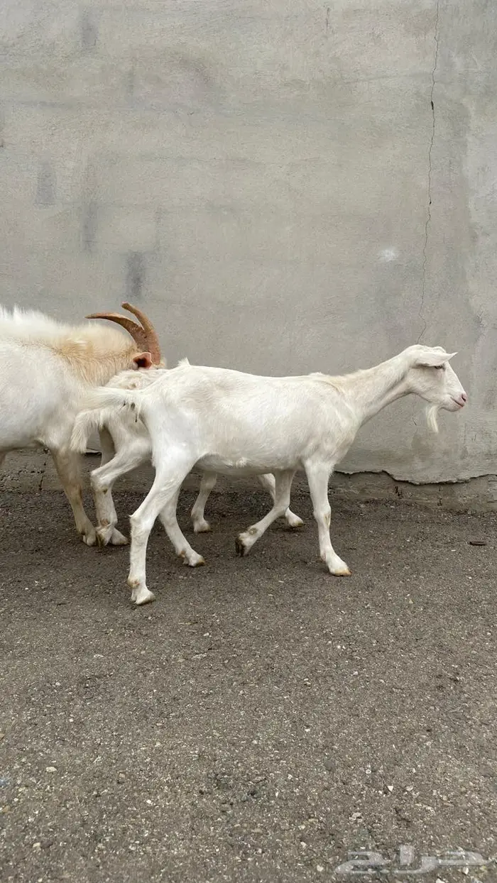 ماعز سانين بيور 1