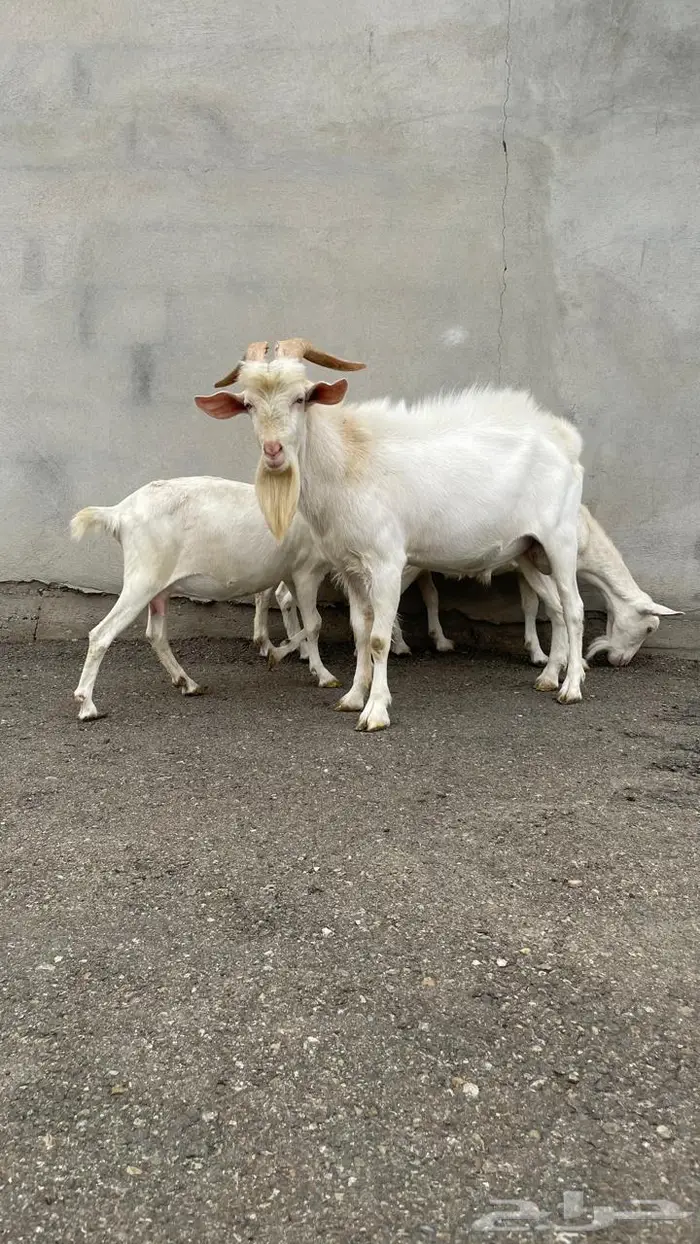 ماعز سانين بيور 8