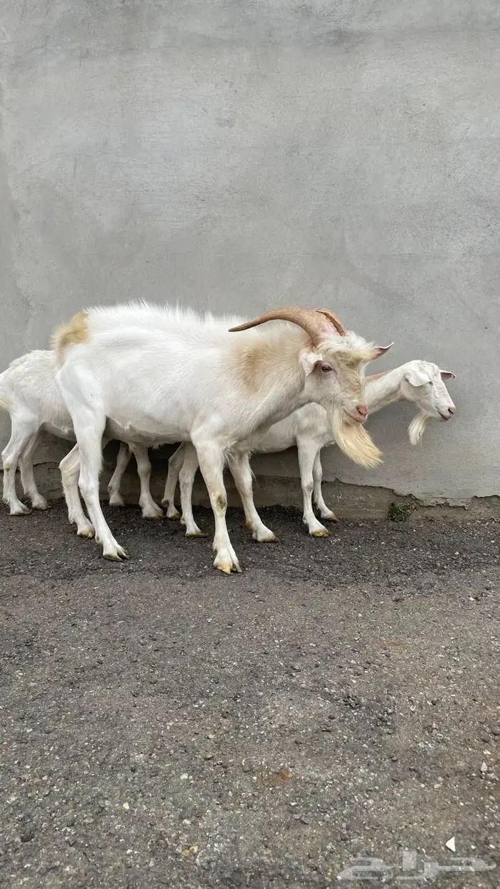 ماعز سانين بيور 7