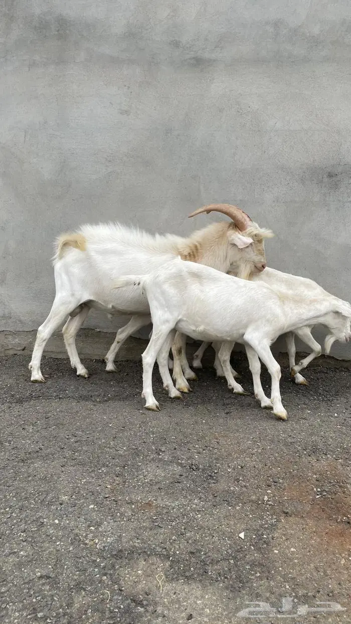ماعز سانين بيور 6