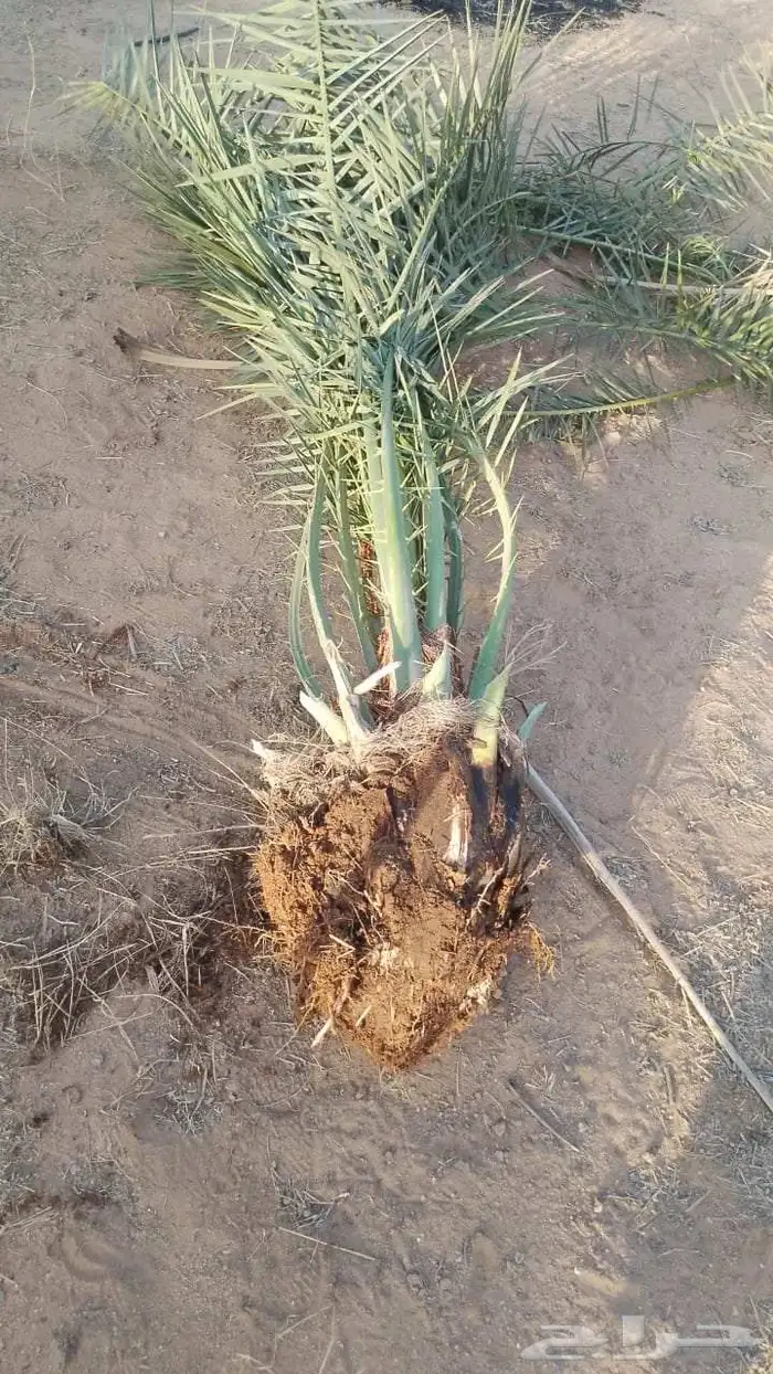 نخل للبيع مثمر القصيم رياض الخبراء بريده عنيزه الرس نخيل 5