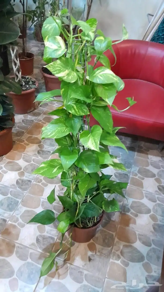 مشتل تنسيق حدائق 2