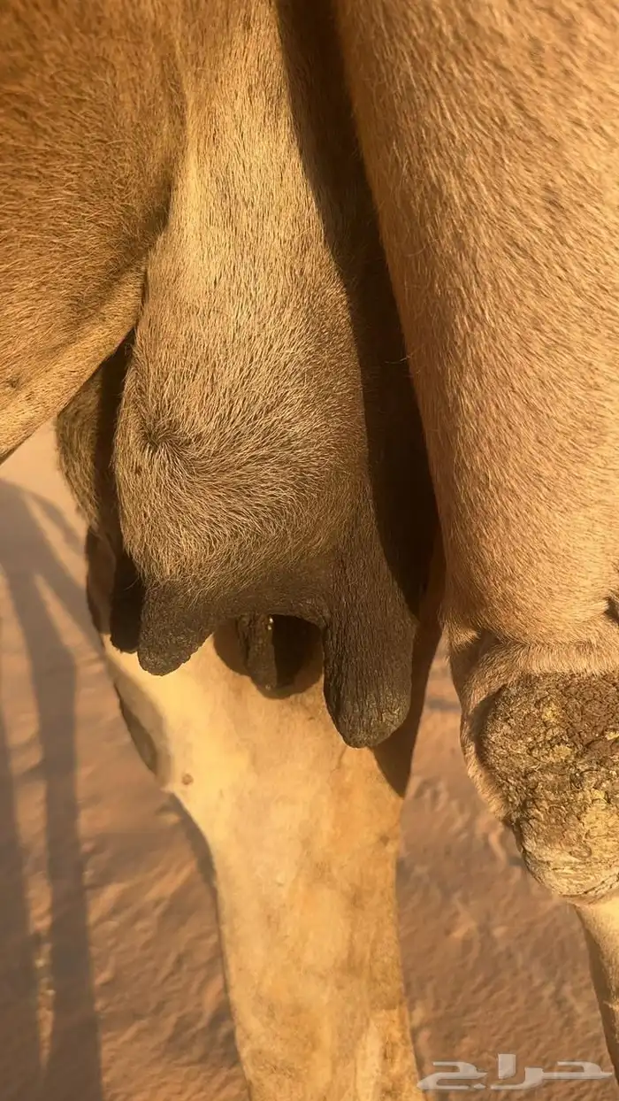 للبيع لقحه حمراء طيبه 2