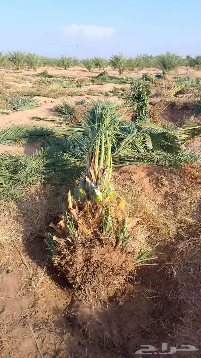 السلام عليكم زباين الكرام يوجد لدينا جميع انواع النخيل 2