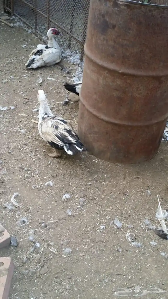 بط 2 ذكور و7إناث بياض   على السوم 2