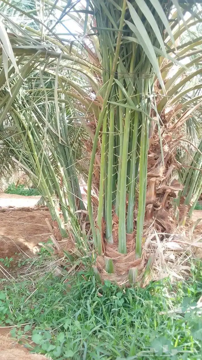 نخل للبيع مثمر القصيم رياض الخبراء بريده عنيزه الرس نخيل 0