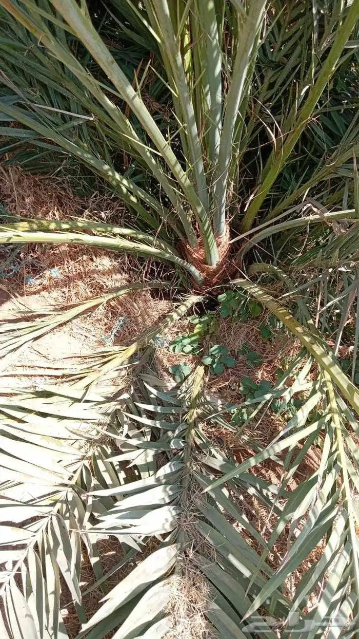 نخل القصيم سكري صقعي ونانه خضري برحي لبانه صفاوي عنبرا روثان 4