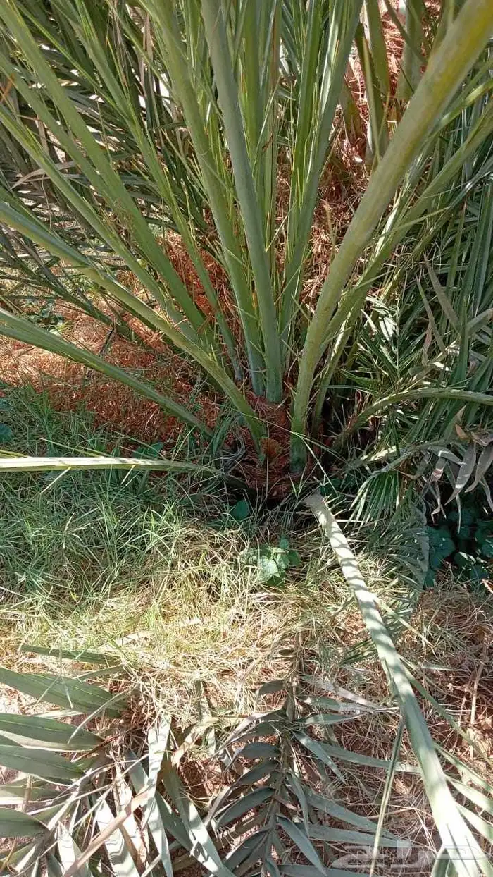 نخل القصيم سكري صقعي ونانه خضري برحي لبانه صفاوي عنبرا روثان 0