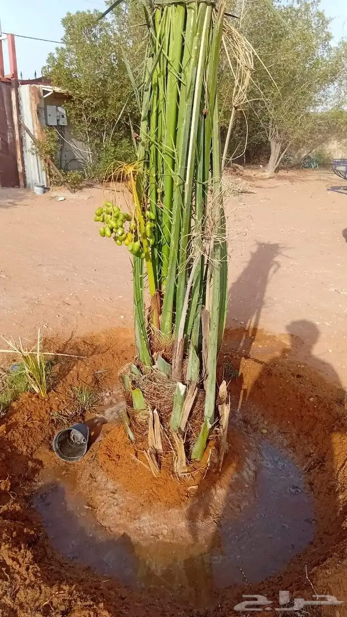 يوجد لدينا جميعا أنوع النخيل المثمر عربي واشنطن 8