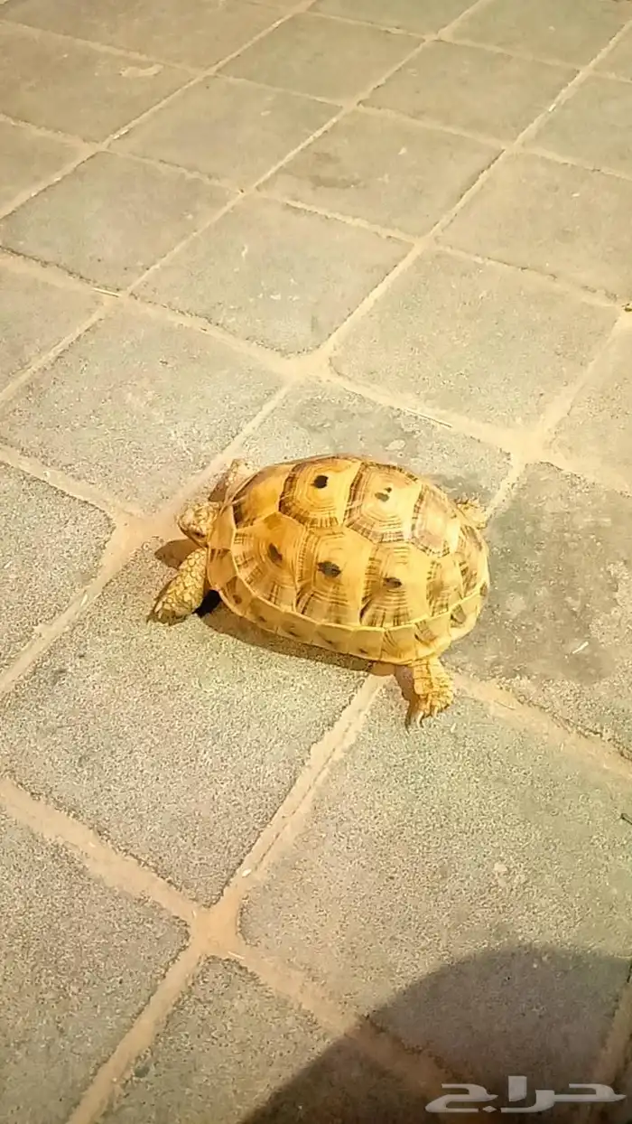 سلحفاه للبيع 0