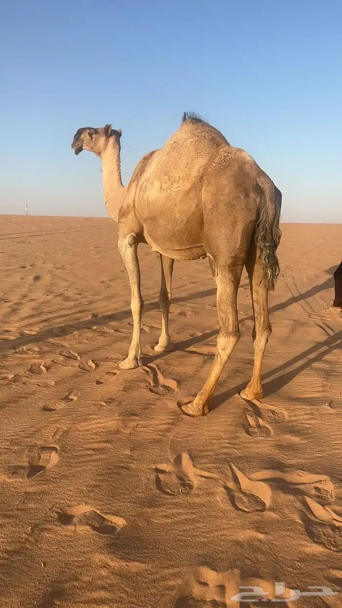 للبيع لقحه حمراء طيبه 1