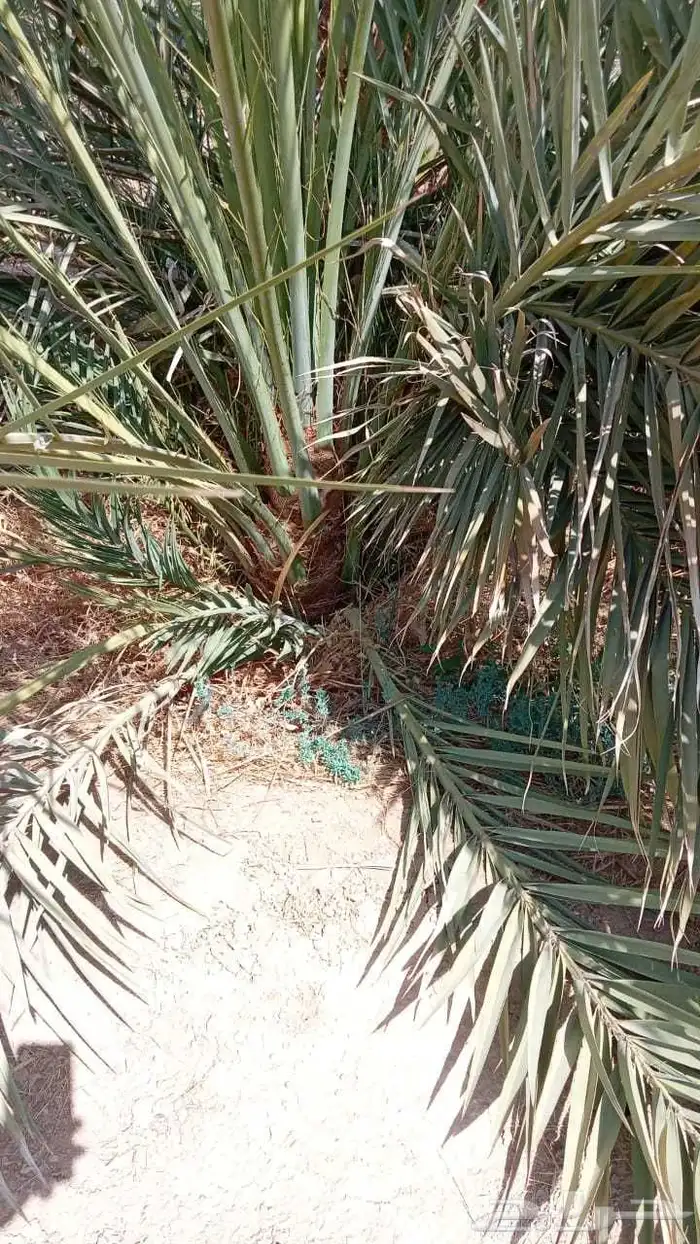 نخل القصيم سكري صقعي ونانه خضري برحي لبانه صفاوي عنبرا روثان 3