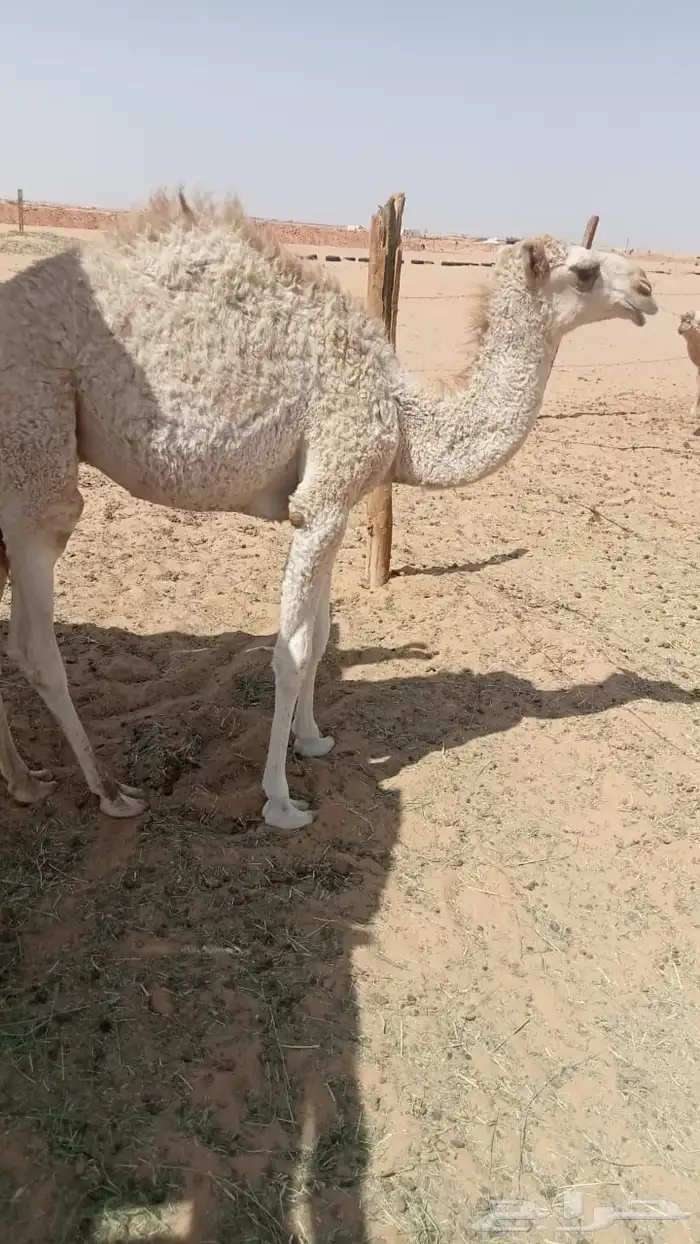 حاشي للبيع الموقع الجويه الخرج 0