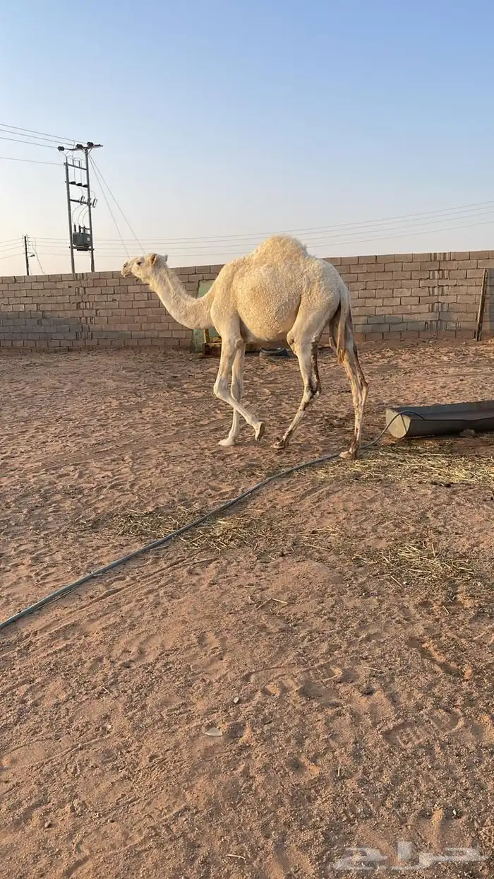 بكره للبيع 0