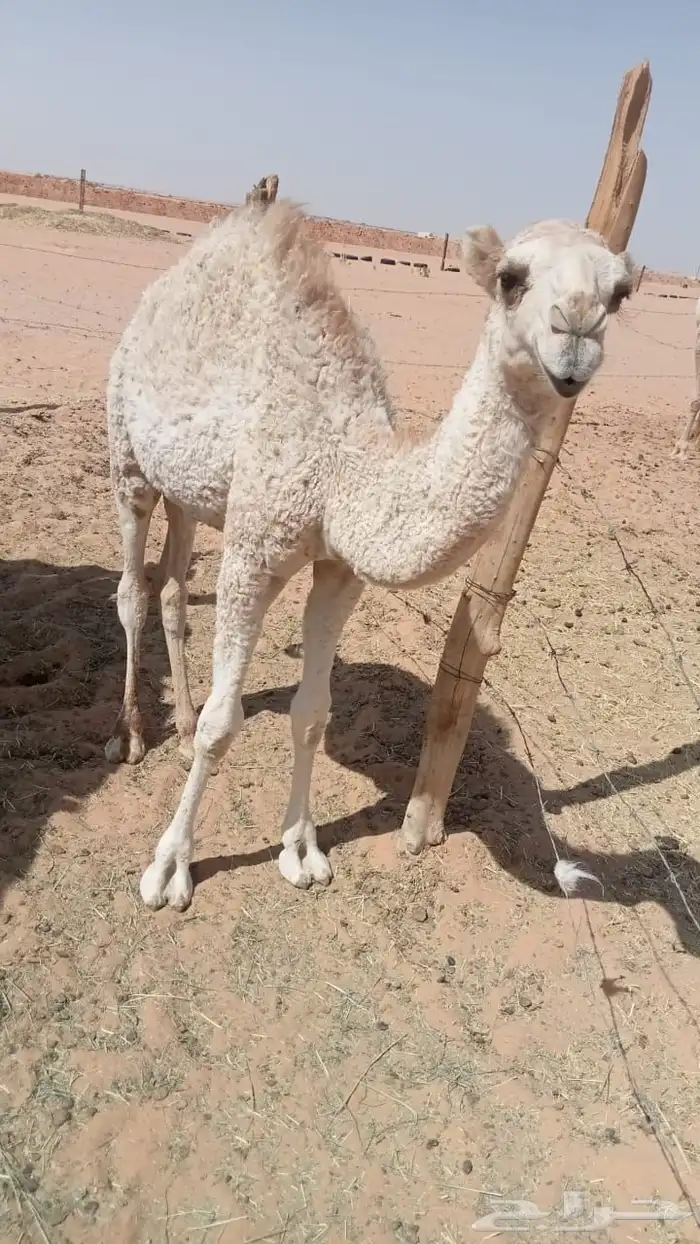 حاشي للبيع الموقع الجويه الخرج 1