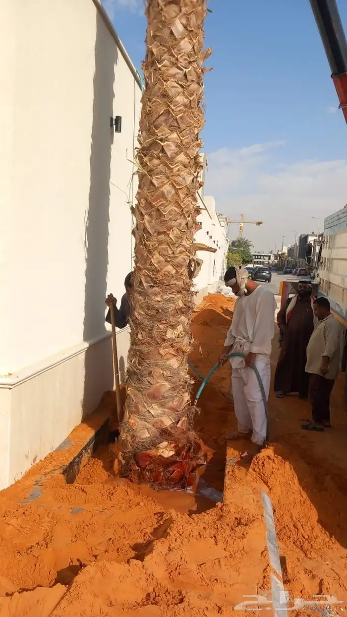 نخيل واشنطن للبيع بجميع انواع المقاسات لتواصل 3