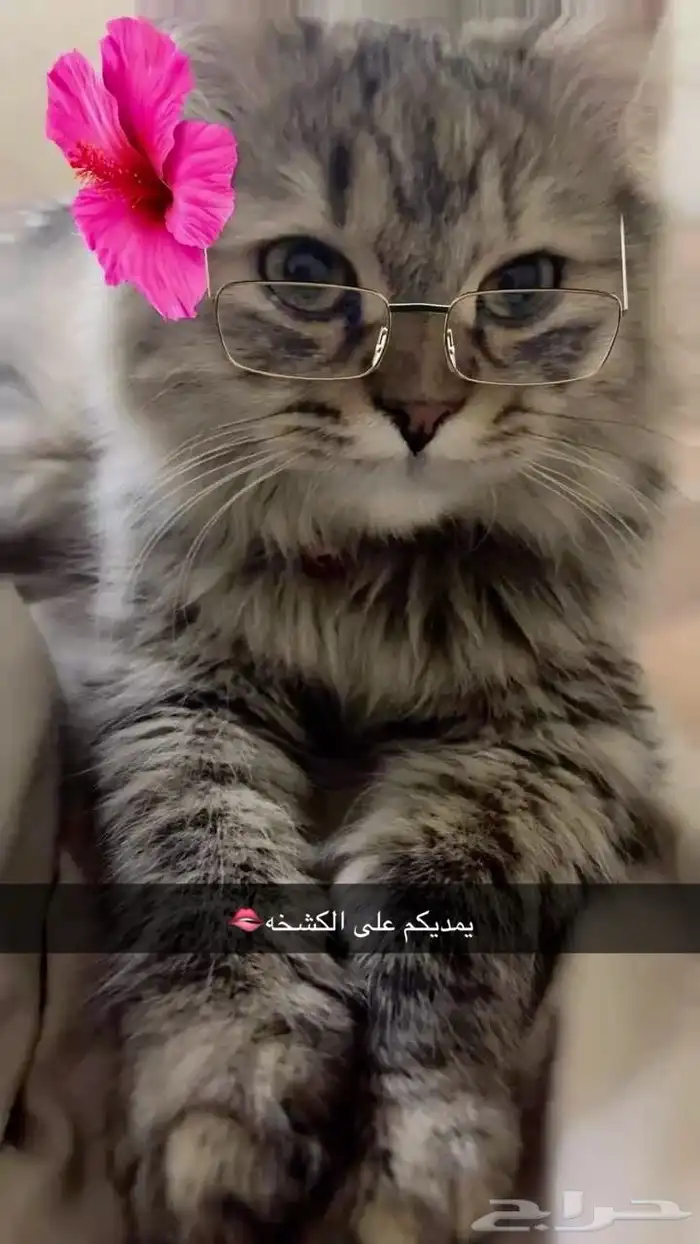 قطط للتبني 0