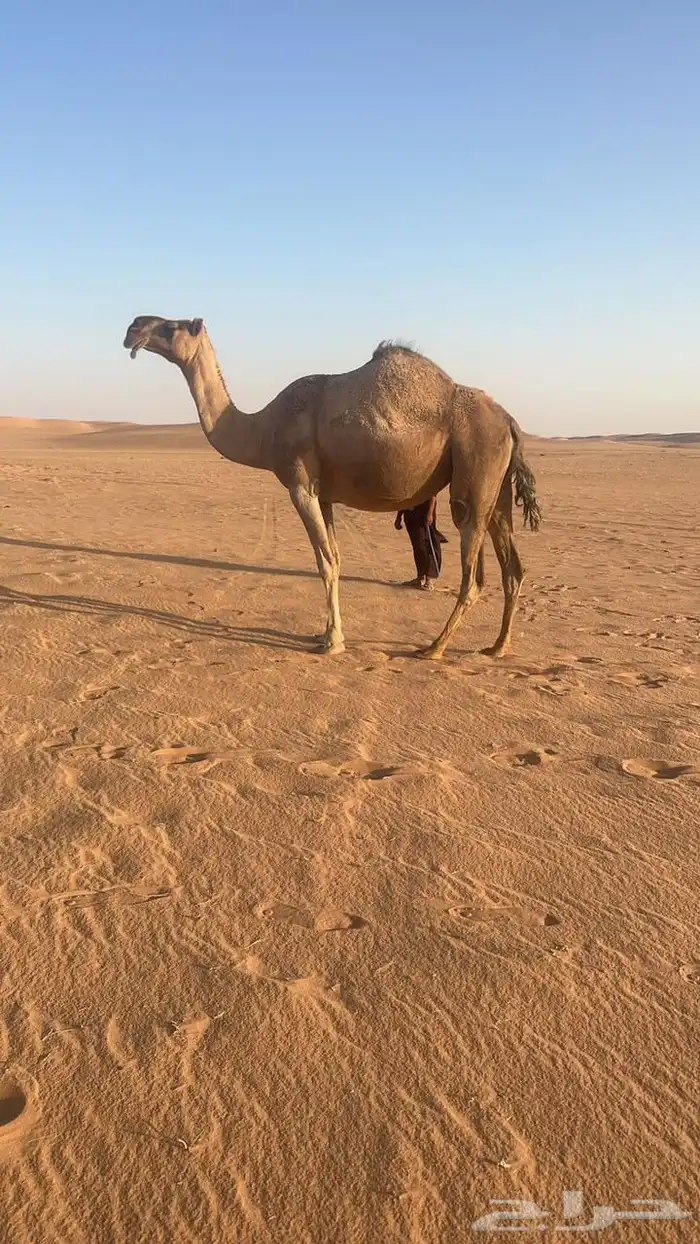 البيع لقحه حمراء كفو ملاقي ولقحه على ولد الحاكم منتج 1