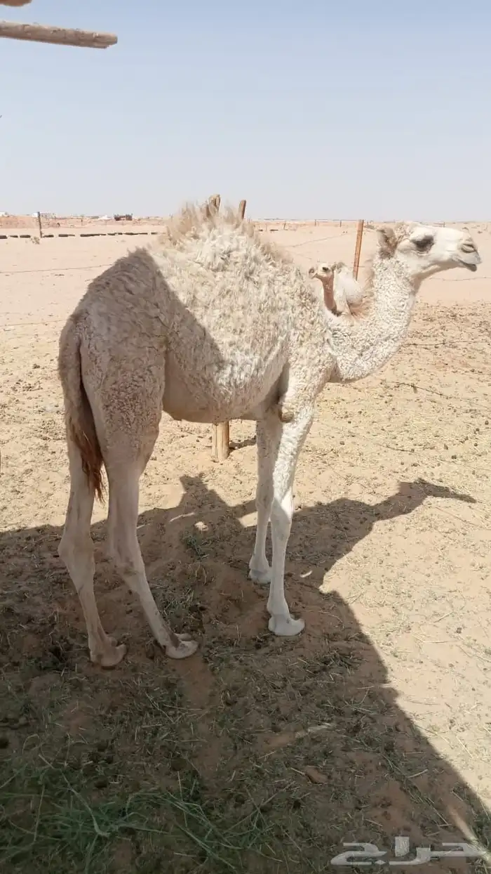 حاشي للبيع الموقع الجويه الخرج 2