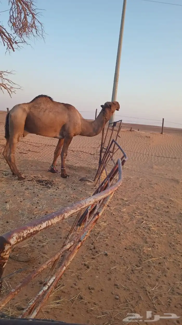الموقع الجله هذا ولد الشامخ بعير العامرى ع الهرش 3