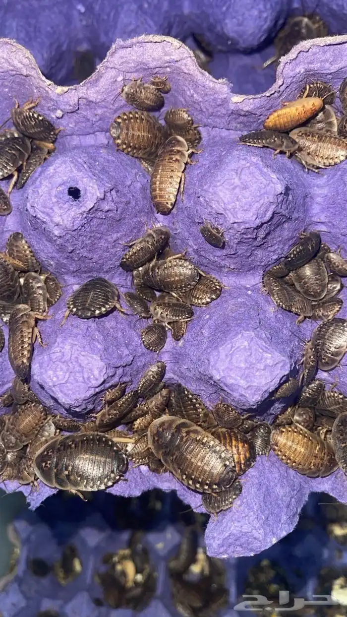 غذاء للزواحف والطيور دود عتل وقبابي و دوبيا ومدغشقر 1