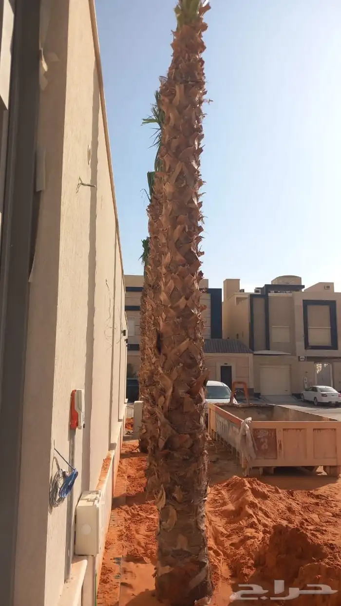 نخيل واشنطن للبيع بجميع انواع المقاسات لتواصل 2