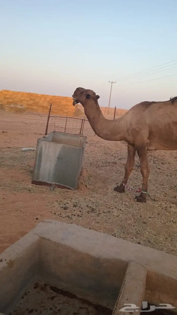 الموقع الجله هذا ولد الشامخ بعير العامرى ع الهرش 4