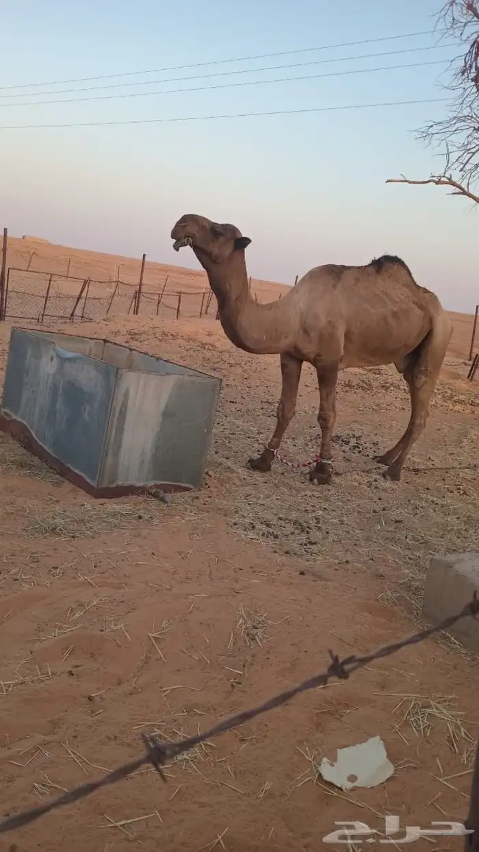 الموقع الجله هذا ولد الشامخ بعير العامرى ع الهرش 2