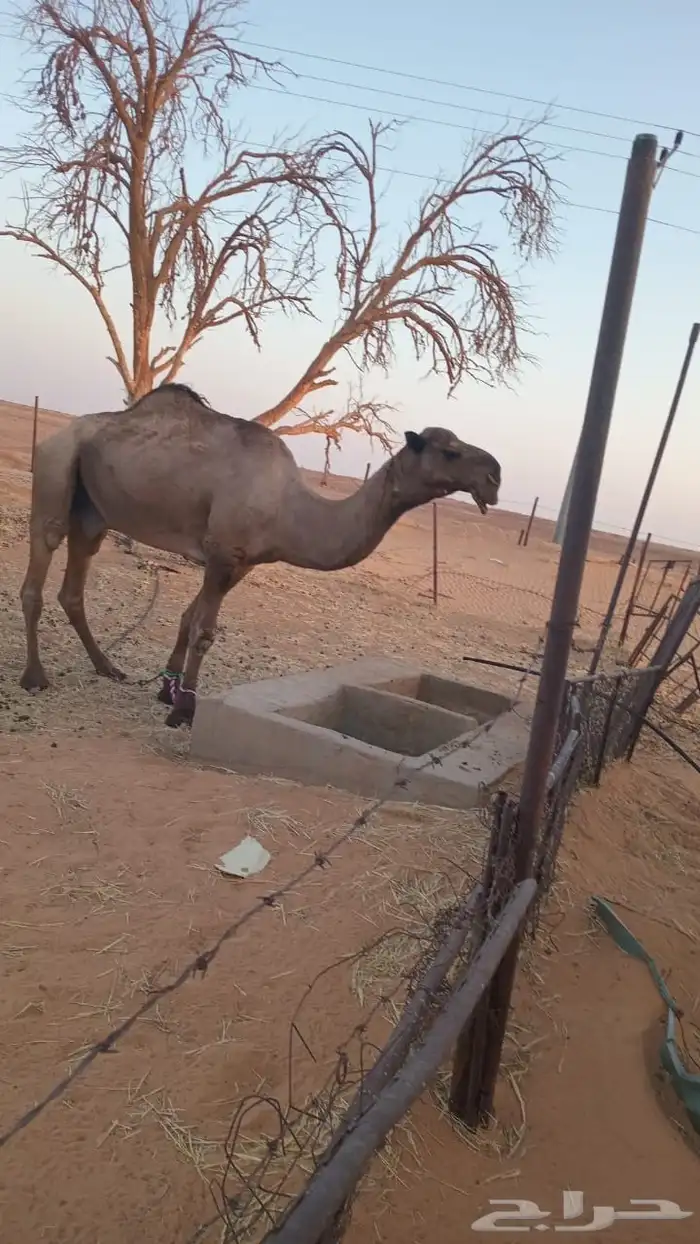 الموقع الجله هذا ولد الشامخ بعير العامرى ع الهرش 1