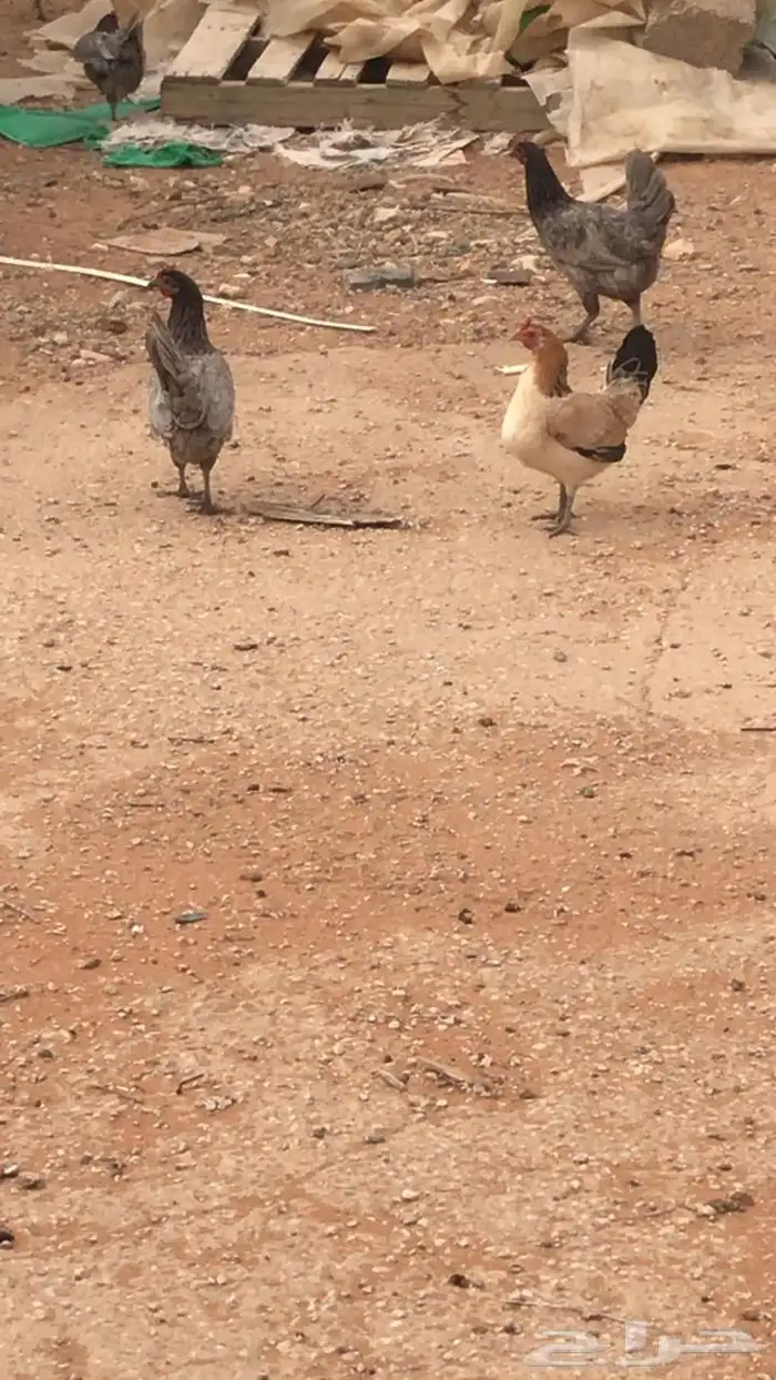 دجاج مهجن 0