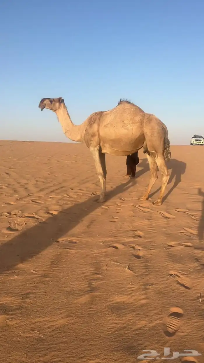 البيع لقحه حمراء كفو ملاقي ولقحه على ولد الحاكم منتج 2