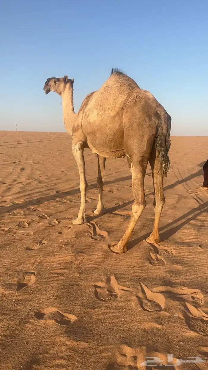 البيع لقحه حمراء كفو ملاقي ولقحه على ولد الحاكم منتج 0