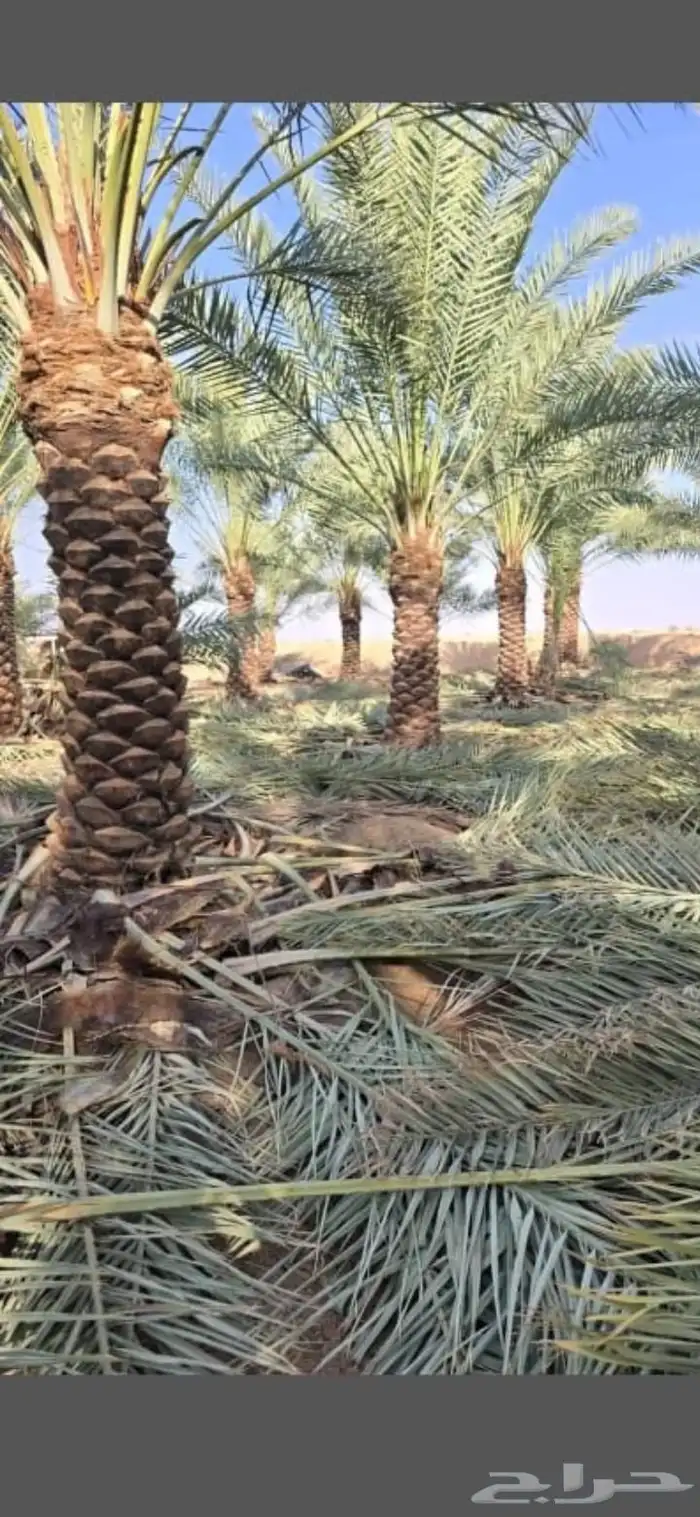 اشجار ونخل وشنطني الرياض 1