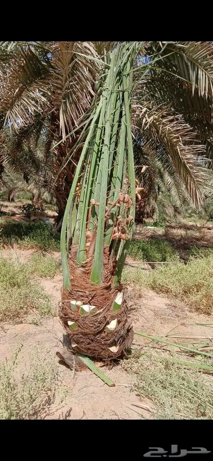 اشجار ونخل وشنطني الرياض 5