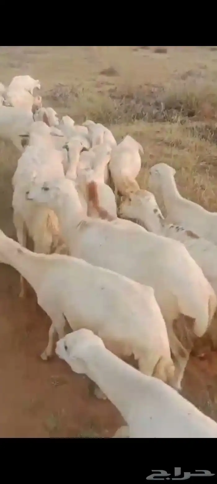 ضان رفيديات قرايب دفيع العدد 100 راس مراح واحد ماشاء الله 0