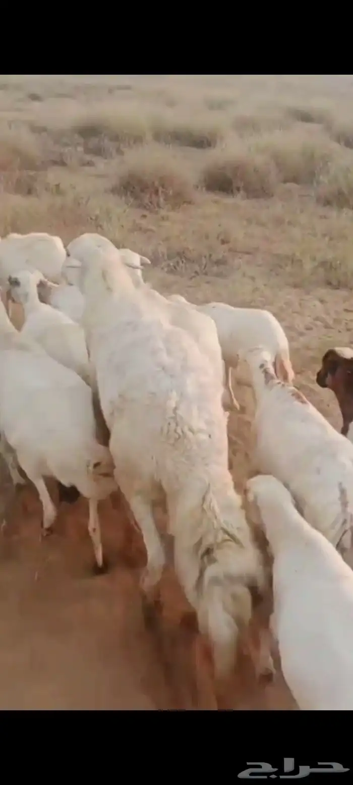 ضان رفيديات قرايب دفيع العدد 100 راس مراح واحد ماشاء الله 1