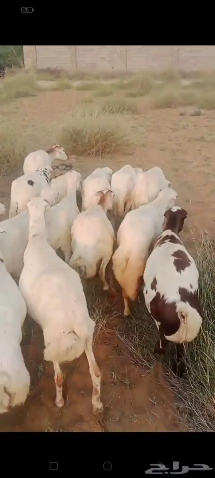 ضان رفيديات قرايب دفيع العدد 100 راس مراح واحد ماشاء الله 3