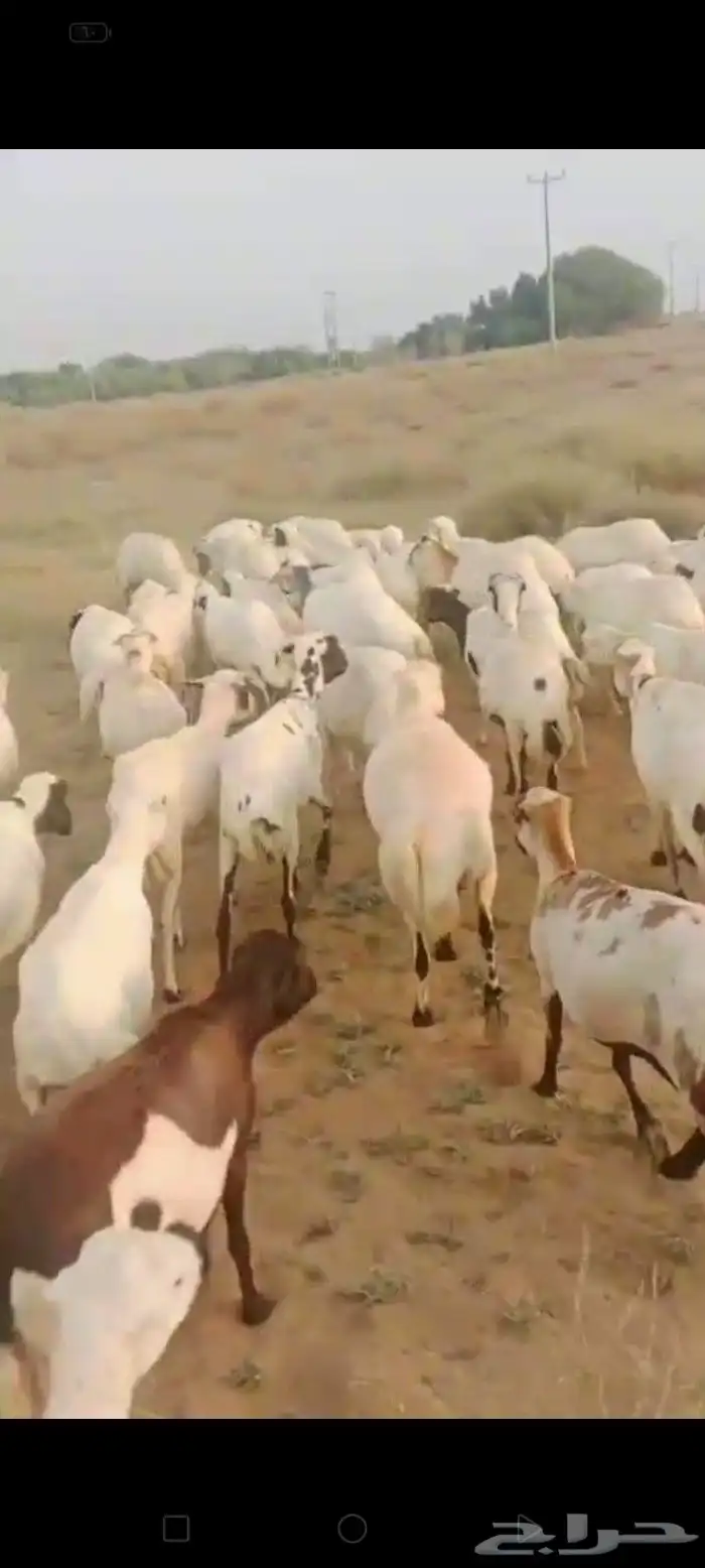 ضان رفيديات قرايب دفيع العدد 100 راس مراح واحد ماشاء الله 8