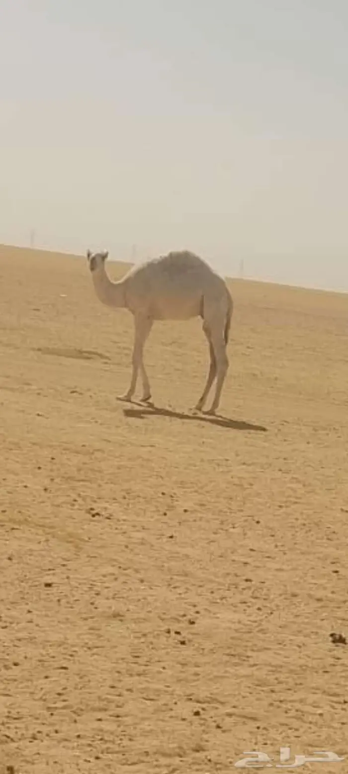 حشو قعدان العدد 2 فاخره شحم وشعره وجباره عمرها 8شهور 0