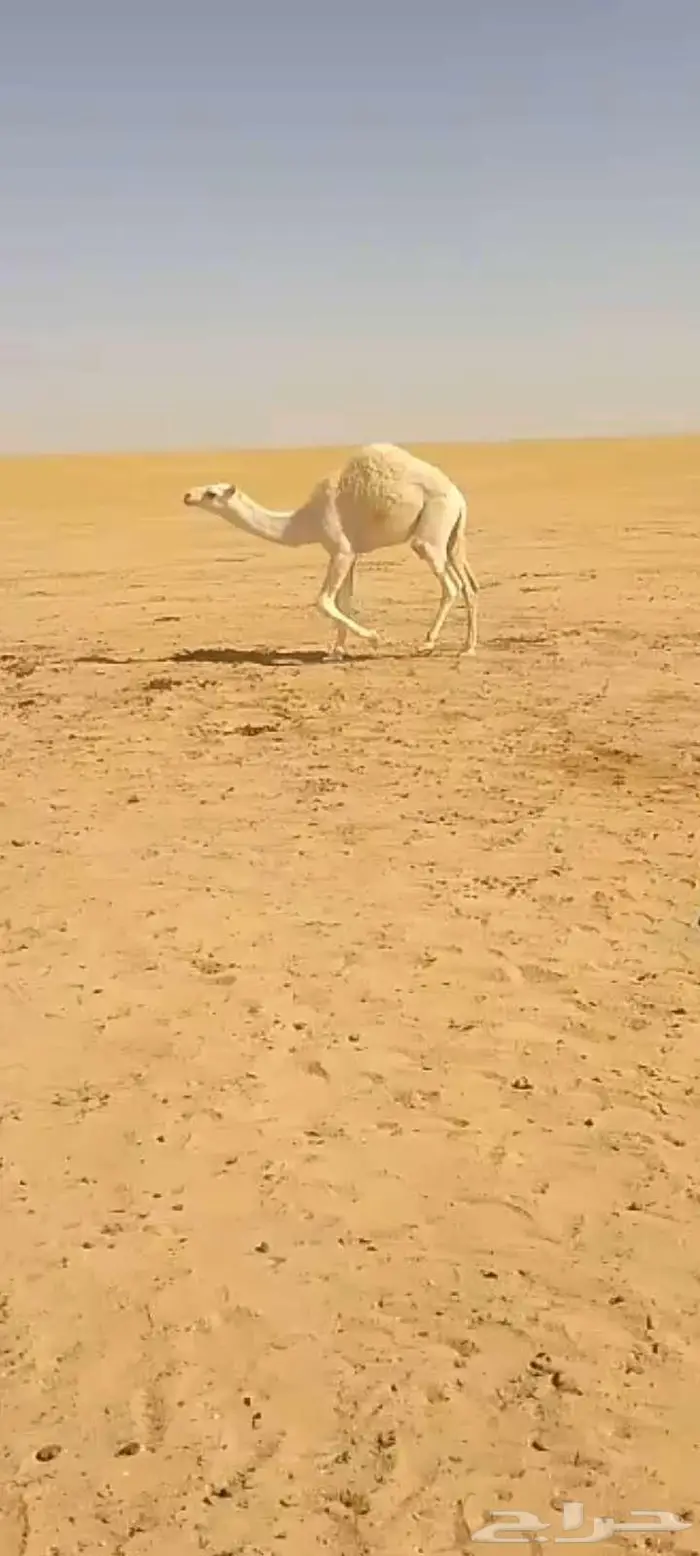 حشو قعدان العدد 2 فاخره شحم وشعره وجباره عمرها 8شهور 1