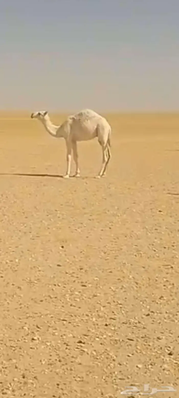 حشو قعدان العدد 2 فاخره شحم وشعره وجباره عمرها 8شهور 2