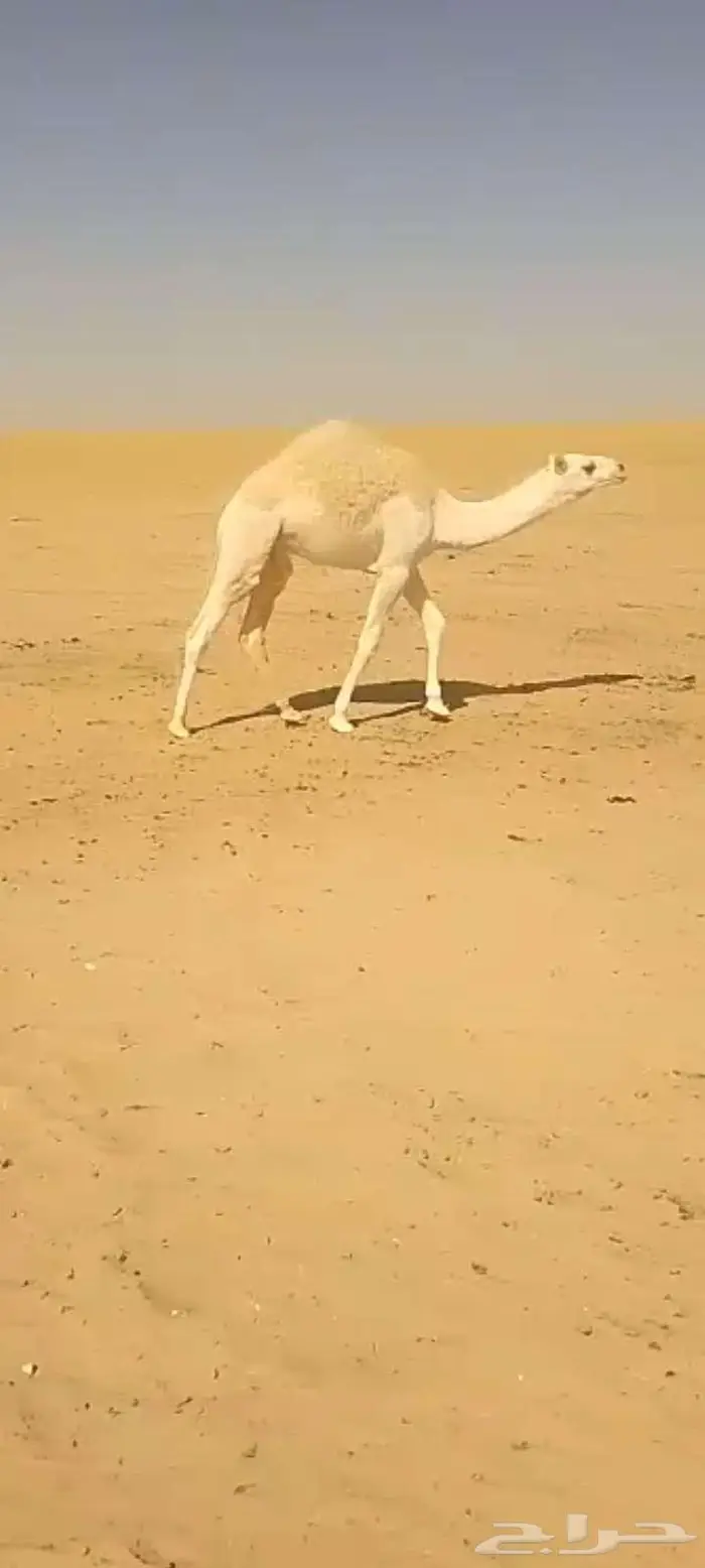 حشو قعدان العدد 2 فاخره شحم وشعره وجباره عمرها 8شهور 4
